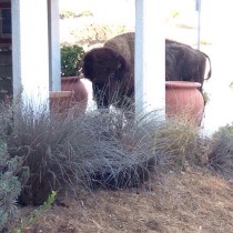 A bison who stopped by the lab to nibble on the succulents.