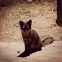 An endemic Catalina Island fox. They're tremendously cute.