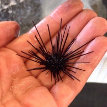 A very small crowned urchin (Centrostephanus coronatus). There are tons of them out here right now. They have a more southerly range than red and purple urchins, so it probably means that they can tolerate the warm temperatures better.